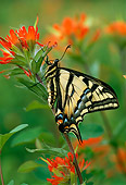 INS 01 TL0001 01
Western Swallowtail Butterfly By Flower