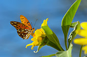 INS 01 TL0006 01
Gulf Fritillary Butterfly Gathering Nectar On Flower Desert Autumn