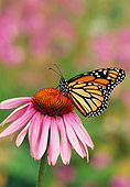 INS 01 TL0007 01
Monarch Butterfly Resting On Purple Flower