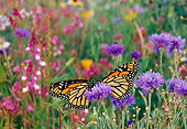 INS 01 TL0009 01
Two Monarch Butterflies Resting On Wildflower