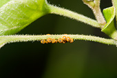 INS 02 DA0003 01
Pipevine Swallowtail Eggs On Dutchman's Pipevine