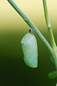 INS 02 DA0005 01
Monarch Butterfly Chrysalis On Stem