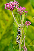 INS 02 LS0001 01
Monarch Butterfly Caterpillar Climbing Swamp Milkweed North Guilford, Connecticut