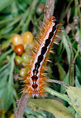 INS 02 MH0001 01
Orange, White And Black Caterpillar Climbing On Twig