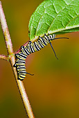 INS 02 TK0003 01
Monarch Butterfly Caterpillar Climbing Up Stem
