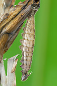 INS 02 WF0002 01
Owl Butterfly Caterpillar Beginning To Pupate