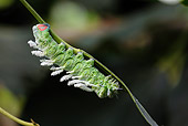 INS 02 WF0005 01
Atlas Moth Caterpillar Crawling On Stem