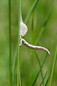INS 02 WF0007 01
Portrait Of Geometer Moth Caterpillar Infected With Wasp Eggs
