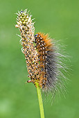 INS 02 WF0008 01
Garden Tiger Moth Caterpillar Climbing On Flowering Stalk