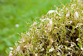INS 02 WF0009 01
Box Tree Pyralid Moth Caterpillar Climbing On Boxwood