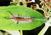 INS 02 WF0010 01
Scarce Vapourer Caterpillar Sitting On Leaf