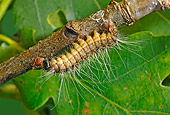 INS 02 WF0011 01
Oak Processionary Moth Caterpillar Crawling Upside-Down On Twig