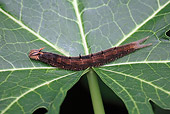 INS 02 WF0012 01
Owl Butterfly Caterpillar Crawling On Leaf