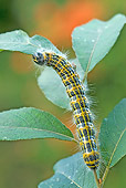 INS 02 WF0013 01
Buff-Tip Moth Caterpillar Eating Leaf