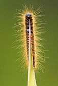 INS 02 WF0014 01
Ground Lackey Caterpillar Crawling On Blade Of Grass