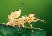 INS 02 WF0016 01
Lobster Moth Caterpillar Crawling On Leaf