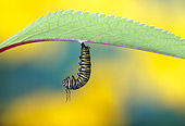 INS 02 TK0001 01
Monarch Butterfly Caterpillar Hanging Upside-Down Under Leaf