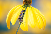 INS 02 TK0002 01
Monarch Butterfly Caterpillar Climbing Down Flower Stem