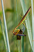 INS 03 DA0001 01
Praying Mantis Eating Widow Skimmer Dragonfly In Grass