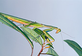 INS 03 GL0001 01
Praying Mantis Sitting On Leaf In Kenya