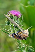 INS 03 LS0001 01
Praying Mantis Feeding On Spicebush Swallowtail Butterfly Durham, Connecticut