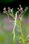 INS 03 LS0002 01
Praying Mantis Covered In Dew On Ironweed Stem North Guilford, Connecticut