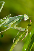 INS 03 LS0003 01
Praying Mantis Covered In Dew On Ironweed Stem North Guilford, Connecticut