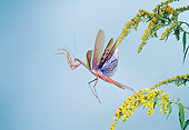 INS 03 MC0001 01
Chinese Mantis Taking Off From Yellow Blossoms