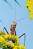 INS 03 MC0002 01
Chinese Mantis Perched On Yellow Blossoms