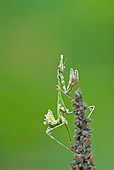 INS 03 WF0001 01
Praying Mantis Larva On Dried Flower