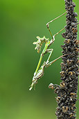 INS 03 WF0002 01
Praying Mantis Larva On Dried Flower