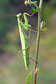 INS 03 WF0003 01
European Praying Mantis Sitting On Stem Camouflaged