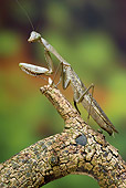 INS 03 WF0004 01
Madagascan Marbled Mantis Sitting On Branch