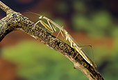 INS 03 WF0005 01
Madagascan Marbled Mantis Sitting On Branch