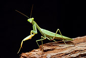 INS 03 WF0006 01
Praying Mantis Crawling On Log