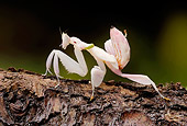 INS 03 WF0007 01
Malaysian Orchid Mantis Crawling On Bark
