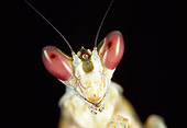 INS 03 WF0008 01
Close-Up Of Indian Flower Mantis In Dark