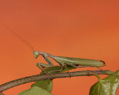 INS 03 RK0002 01
Praying Mantis