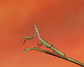 INS 03 RK0004 04
Praying Mantis