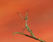 INS 03 RK0005 01
Praying Mantis