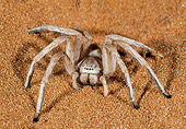 INS 04 MH0001 01
White Lady Spider On Sand Namibia