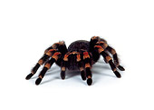 INS 04 RK0001 07
Orange Knee Tarantula (Brachypelma Smithi) On White Seamless Background