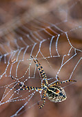 INS 04 RK0002 01
Spider on dew covered web.
