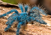 INS 04 WF0001 01
Antilles Pinktoe Tarantula Sitting On Log