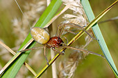 INS 04 WF0002 01
Yellow Sack Spider Female Building Eggsack On Grass