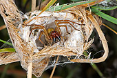 INS 04 WF0003 01
Yellow Sack Spider Female Guarding Eggsack