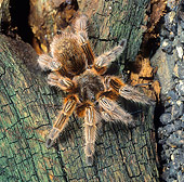 INS 04 WF0005 01
Chilean Rose Tarantula Crawling On Tree Bark