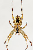 INS 04 WF0006 01
Portrait Of European Garden Spider In Net