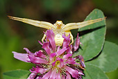 INS 04 WF0007 01
Goldenrod Crab Spider On Red Clover Flower