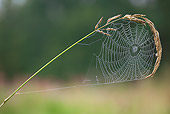 INS 04 WF0008 01
Portrait Of European Garden Spider Web Covered In Dew